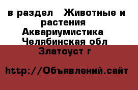  в раздел : Животные и растения » Аквариумистика . Челябинская обл.,Златоуст г.